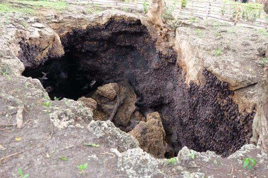 Monfort Bat Sanctuary